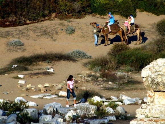 Side - Camels at the beach