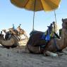 Side - Camels at the beach