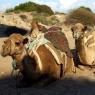 Side - Camels in the beach