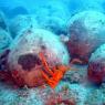 Balıkesir - Ayvalık - Underwater