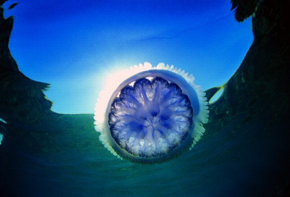cd2_52.jpg