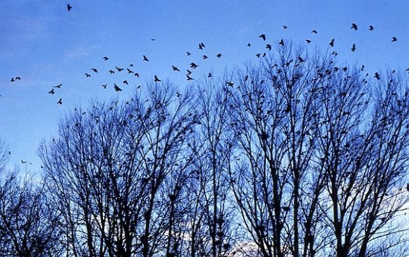 Trees and birds at the Van Lake