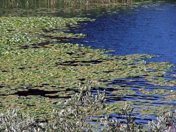 Leafs on the lake