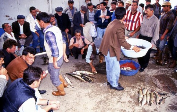 Fish auction