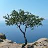 A tree on Behramkale.