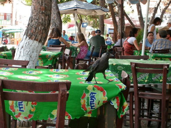 A tea garden in Bozcaada.