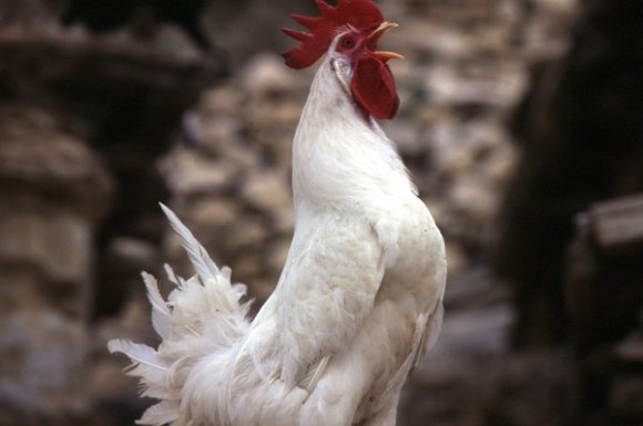 Denizli rooster