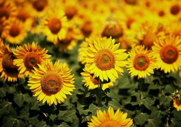 Edirne - Sunflowers from the Edirne