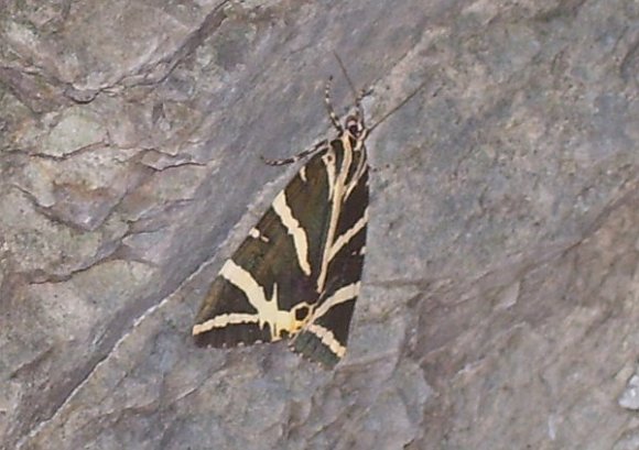Tiger Butterfly