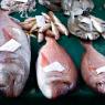 Foça - Fishes in fish market