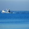 Foça - Fishing