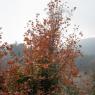 A tree in trekking route in Nazarköy