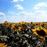 Sunflower field