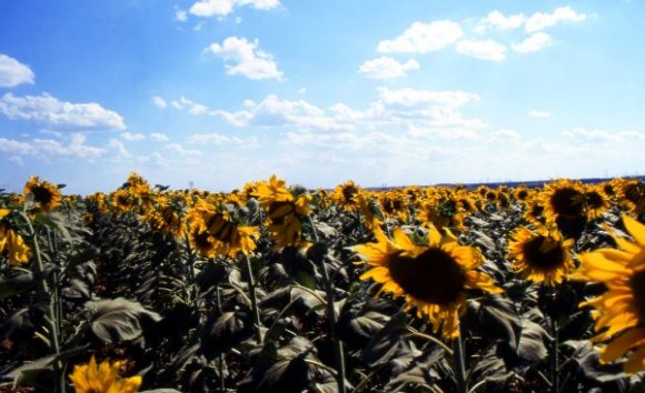 Sunflower field