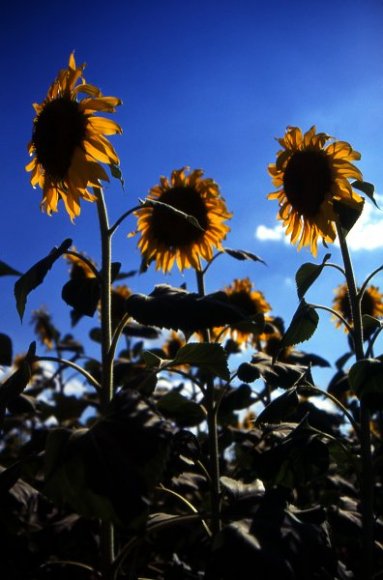 Sunflowers