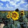 Sunflower field