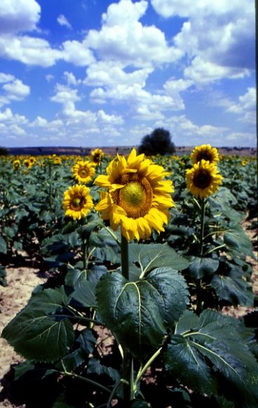 Sunflower field