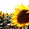 Sunflower field