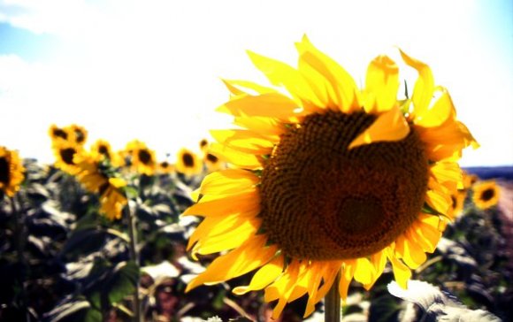 Sunflower field