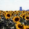 Sunflower field