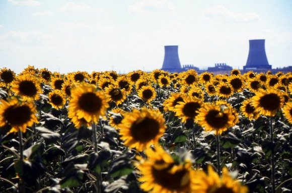 Sunflower field