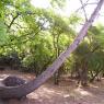 A tree in İnbükü Camping