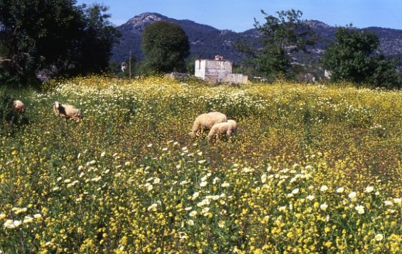 Spring in Kayaköy