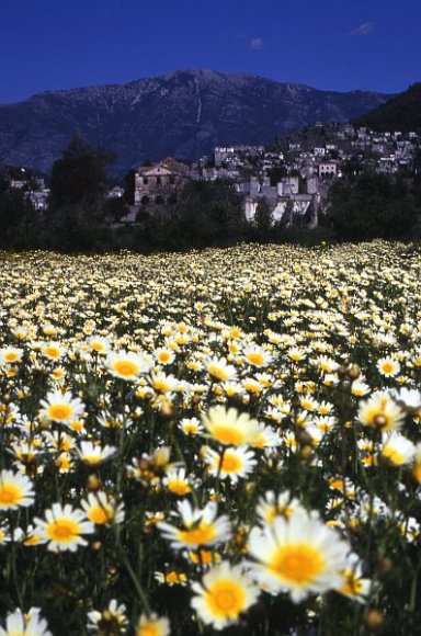 Daises in Karaköy