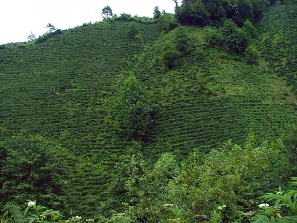 Tea plants