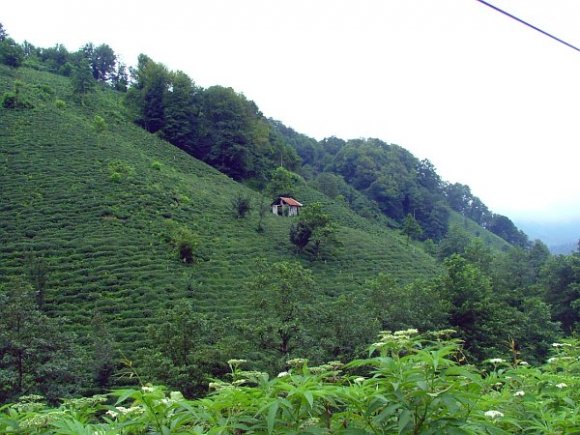 Tea plants