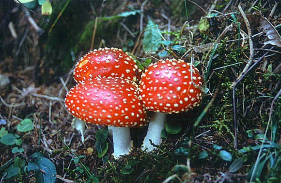 Kaçkarlar - Mushroom in Kaçkarlar region