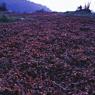 Drying hazelnuts