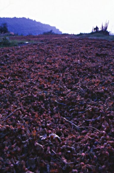 Drying hazelnuts